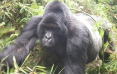Charged By Gorillas In The Mist In Rwanda