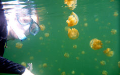 Cloudbusting Jellyfish Lake In Palau